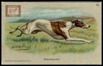 12 Greyhound